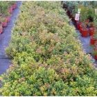 Business 3 image MAGNOLIA TEDDY BEAR HEDGE Florists in Melbourne VIC
