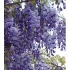 Business 1 image MAGNOLIA TEDDY BEAR HEDGE Florists in Melbourne VIC