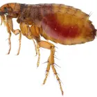 Business 3 image MARKS PEST CONTROL ADELAIDE Pest Control in Adelaide SA