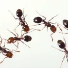 Business 2 image MARKS PEST CONTROL ADELAIDE Pest Control in Adelaide SA