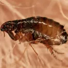 Business 2 image MARKS PEST CONTROL PERTH Pest Control in Perth WA