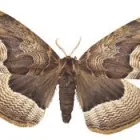 Business 3 image MARKS PEST CONTROL PERTH Pest Control in Perth WA
