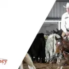 Business 4 image MARSH CARNEY SADDLERY Wrangler in Dubbo NSW