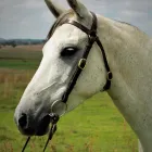 Business 7 image MARSH CARNEY SADDLERY Wrangler in Dubbo NSW