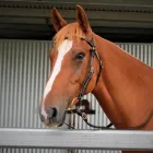 Business 8 image MARSH CARNEY SADDLERY Wrangler in Dubbo NSW