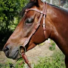 Business 11 image MARSH CARNEY SADDLERY Wrangler in Dubbo NSW