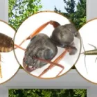 Business 4 image MASTER PEST CONTROL BRISBANE Pest Control in Brisbane QLD