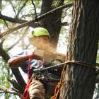 Business 1 image MELBOURNEARBORISTS.COM.AU Tree & Stump Removal Services in Melbourne VIC