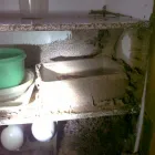 Business 3 image MILLER'S PEST CONTROL Termite Inspections in Port Kembla NSW