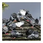 Business 6 image MILLER'S PEST CONTROL Termite Inspections in Port Kembla NSW