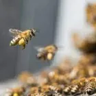 Business 1 image MORRIS BEE REMOVAL PERTH Home and Gerden in Perth WA