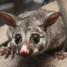 Business 1 image MORRIS POSSUM REMOVAL HOBART Possum Removal in Hobart TAS