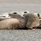 Business 1 image MORRIS POSSUM REMOVAL PERTH Pest Control Australia in Perth WA