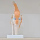 Business 4 image MOTION MYOTHERAPY NORTHCOTE REMEDIAL MASSAGE MELBOURNE Remedial Massage Therapy in Northcote VIC