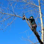 Business 1 image MR TREES Tree Felling & Stump Removal in Sydney NSW