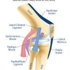 Business 1 image MR VISHAL PAI ORTHOPEDIC KNEE SURGEON Orthopedic Surgeon in Black Rock VIC