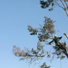Business 2 image NEWCASTLE TREE CARE Tree Felling & Stump Removal in Booragul NSW