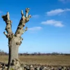 Business 3 image NEWCASTLE TREE CARE Tree Felling & Stump Removal in Booragul NSW