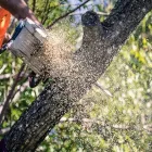 Business 1 image ONTIMETREELOPPING Tree & Stump Removal Services in Balcolyn NSW