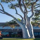 Business 2 image ONTIMETREELOPPING Tree & Stump Removal Services in Balcolyn NSW