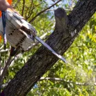 Business 3 image ONTIMETREELOPPING Tree & Stump Removal Services in Balcolyn NSW