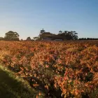 Business 1 image ORGANIC HILL WINES Vegan Wine in McLaren Vale SA