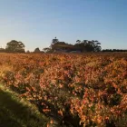 Business 3 image ORGANIC HILL WINES Wineries & Vineyards in McLaren Vale SA