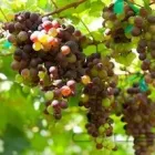 Business 1 image ORGANIC ORIGINS Organic Vegetable Delivery in Warrandyte South VIC