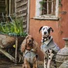 Business 1 image PAWTRAITS OF PETS AND PEOPLE PHOTOGRAPHY professional pet photos in Northcote VIC