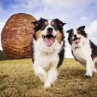 Business 4 image PAWTRAITS OF PETS AND PEOPLE PHOTOGRAPHY professional pet photos in Northcote VIC