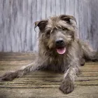 Business 8 image PAWTRAITS OF PETS AND PEOPLE PHOTOGRAPHY professional pet photos in Northcote VIC