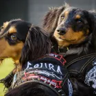 Business 14 image PAWTRAITS OF PETS AND PEOPLE PHOTOGRAPHY professional pet photos in Northcote VIC