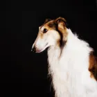 Business 16 image PAWTRAITS OF PETS AND PEOPLE PHOTOGRAPHY professional pet photos in Northcote VIC