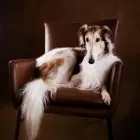 Business 22 image PAWTRAITS OF PETS AND PEOPLE PHOTOGRAPHY professional pet photos in Northcote VIC