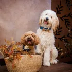 Business 24 image PAWTRAITS OF PETS AND PEOPLE PHOTOGRAPHY professional pet photos in Northcote VIC
