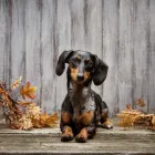 Business 26 image PAWTRAITS OF PETS AND PEOPLE PHOTOGRAPHY professional pet photos in Northcote VIC