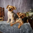 Business 27 image PAWTRAITS OF PETS AND PEOPLE PHOTOGRAPHY professional pet photos in Northcote VIC