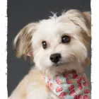 Business 29 image PAWTRAITS OF PETS AND PEOPLE PHOTOGRAPHY professional pet photos in Northcote VIC