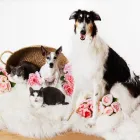 Business 30 image PAWTRAITS OF PETS AND PEOPLE PHOTOGRAPHY professional pet photos in Northcote VIC