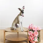 Business 31 image PAWTRAITS OF PETS AND PEOPLE PHOTOGRAPHY professional pet photos in Northcote VIC