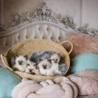 Business 33 image PAWTRAITS OF PETS AND PEOPLE PHOTOGRAPHY professional pet photos in Northcote VIC