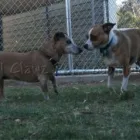 Business 2 image PAWZ N CLAWZ PET ACCOMMODATION Yulara in Alice Springs NT