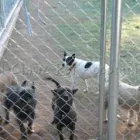 Business 3 image PAWZ N CLAWZ PET ACCOMMODATION Yulara in Alice Springs NT