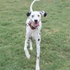 Business 4 image PAWZ N CLAWZ PET ACCOMMODATION Yulara in Alice Springs NT