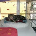 Business 7 image PAWZ N CLAWZ PET ACCOMMODATION Yulara in Alice Springs NT