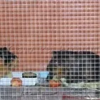 Business 9 image PAWZ N CLAWZ PET ACCOMMODATION Yulara in Alice Springs NT