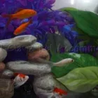 Business 11 image PAWZ N CLAWZ PET ACCOMMODATION Yulara in Alice Springs NT