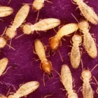 Business 1 image PERTH TERMITE TREATMENT Pest Control in Perth WA