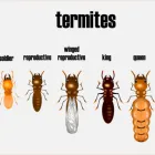 Business 2 image PERTH TERMITE TREATMENT Pest Control in Perth WA