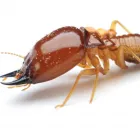 Business 3 image PERTH TERMITE TREATMENT Pest Control in Perth WA